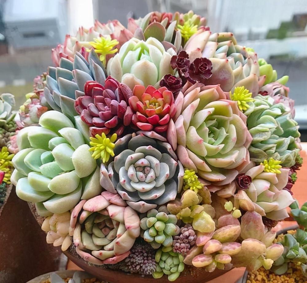 多肉常见3种季节病,养花大神有良方,新手拿好小本子