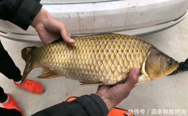 水域|鲫鱼,不受欢迎的原因有这三点,你知道吗