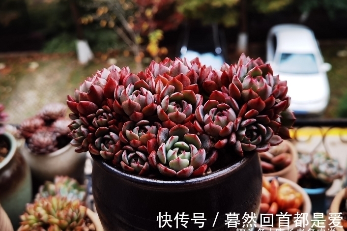 买的多肉专用土不透水?可能是假的,还不如跟老肉友学习自己配土