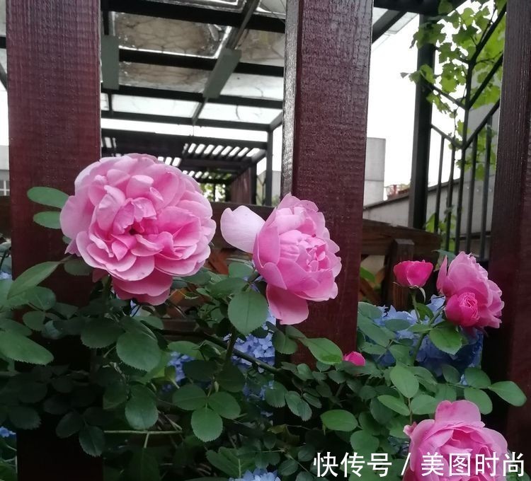 菜地|2年前买了个300㎡的露台,打造成屋顶花园,过上了田园生活