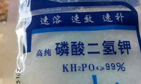 养殖巴西鸢尾，不局限搁室内、室外，却需注意这些小细节