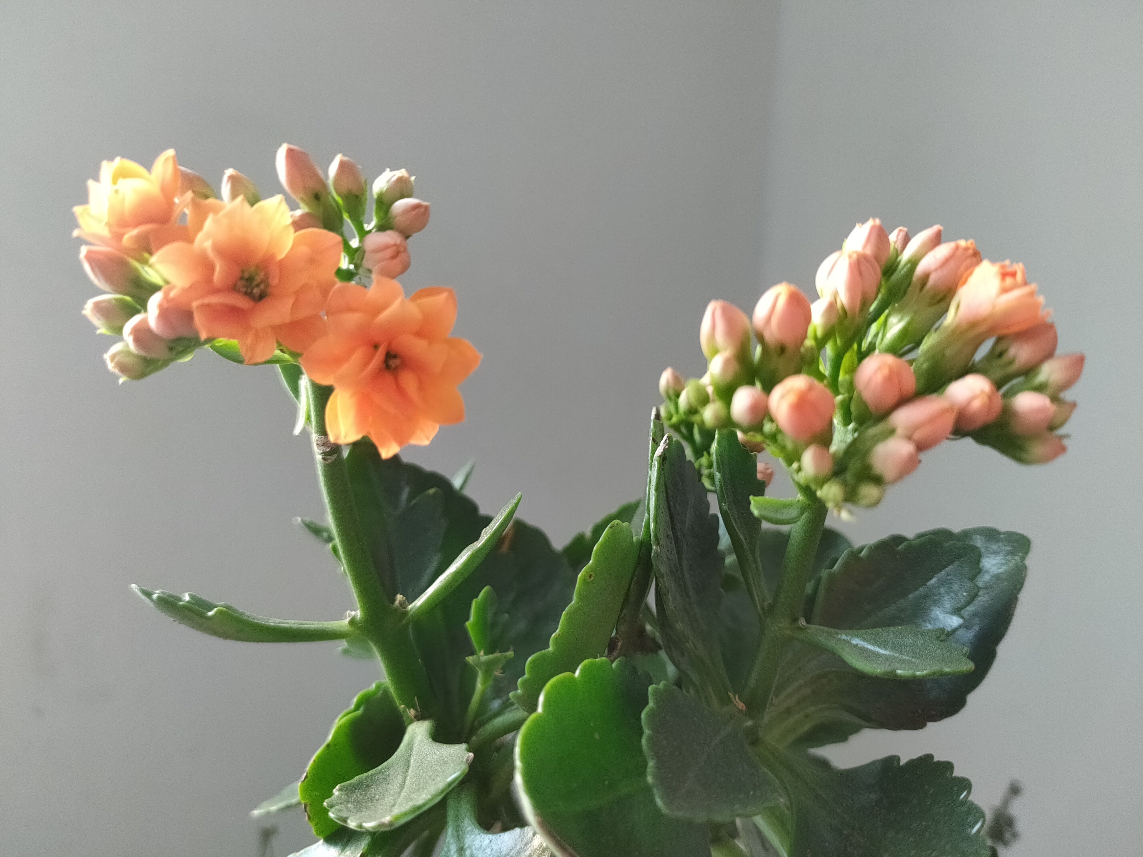 长寿花的“1朵花”绽放开60天，了解它的生长环境，你也能做到