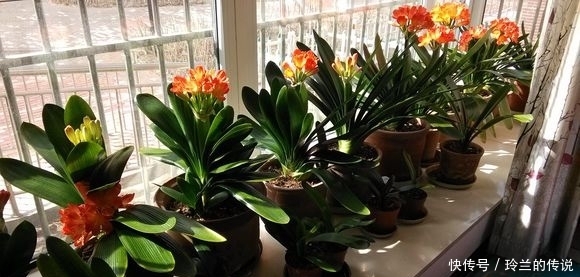 从大舅家搬回几盆君子兰,干尖还死不开花,是这几步搞错了