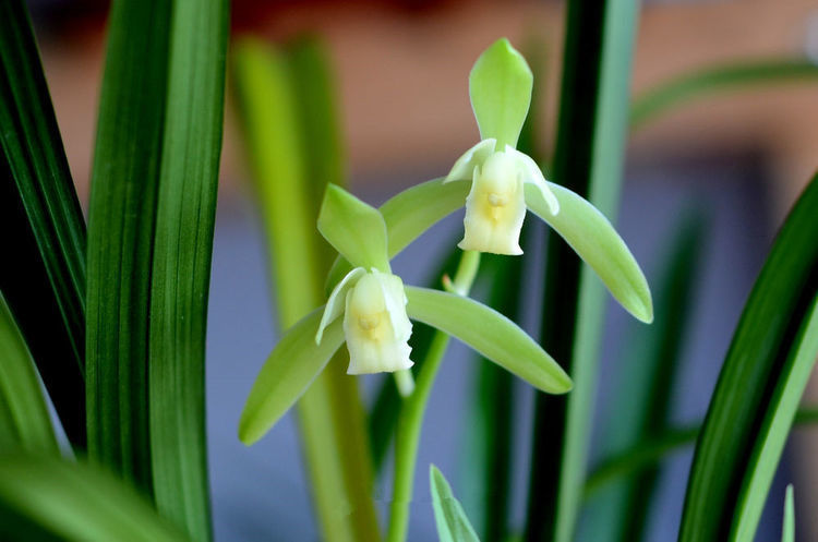 居家就养此款花卉,不闻不问,五彩缤纷,你见过吗?