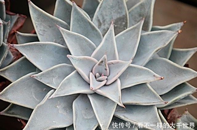 想让多肉顺利度过夏天，准备几个小工具很有帮助，别看不起眼！