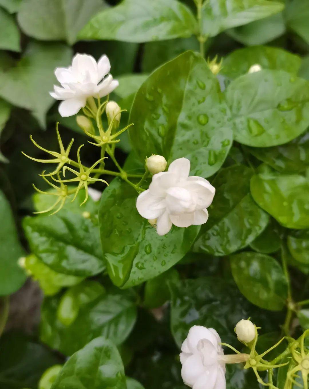 栀子花|最爱淋雨的花，下雨天搬出去，长得更好