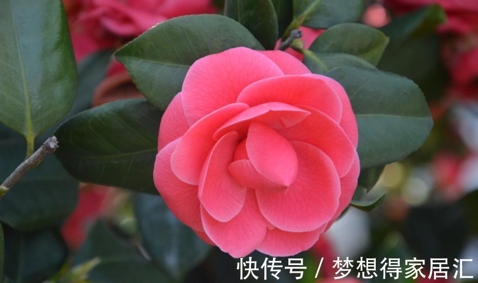 病虫害|茶花夏季经常枯萎死亡,可能是它导致的,及时发现及时治疗