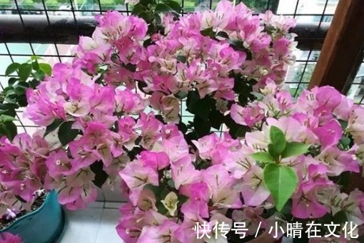 三角梅不开花怎么办1个小方法,花蕾钻出来,一个月就开花!