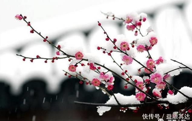 花草盆栽:6种冬天开花的植物,随便养上一盆,美翻整个寒冬!