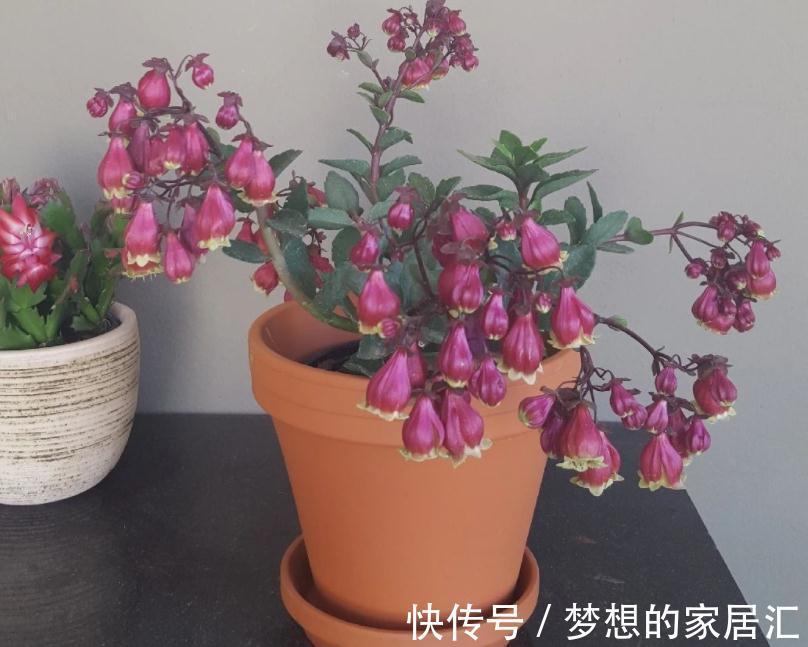 秋高气爽，养宫灯长寿花，盆栽牢记4点，冬春花开最盛