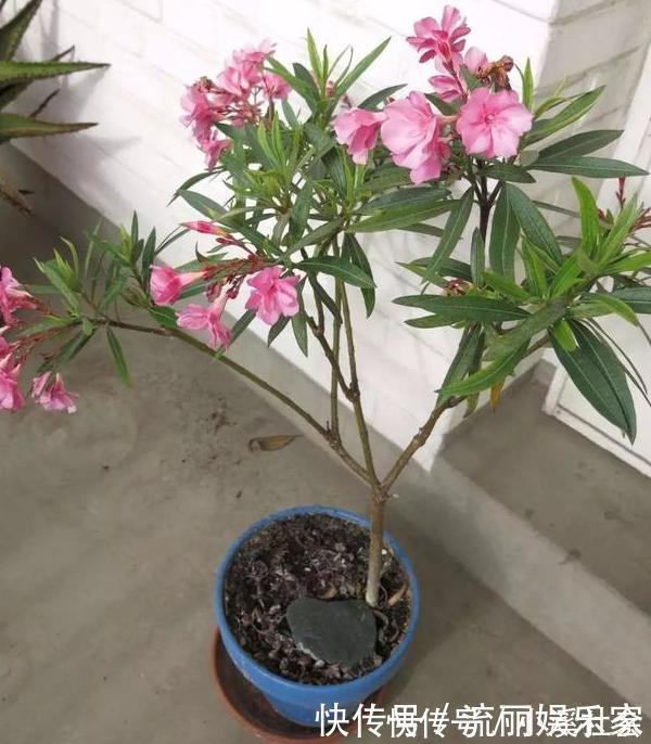 养花|家里盆栽植物的要注意此4种进屋，既对健康不利又影响运气