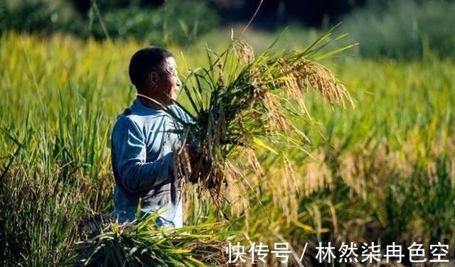 庄稼|“早立秋凉飕飕、晚立秋热死牛”，明天立秋，今夏还要热多久？