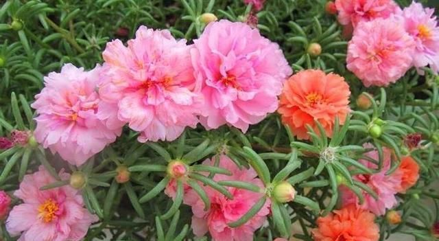 小暑过后,家里养3种“耐热花”,枝条扦插生根快,越热开花越旺