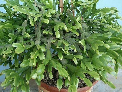 蟹爪兰“蔫了”急死人，喝一口“它”，叶片立马变油绿还不伤根