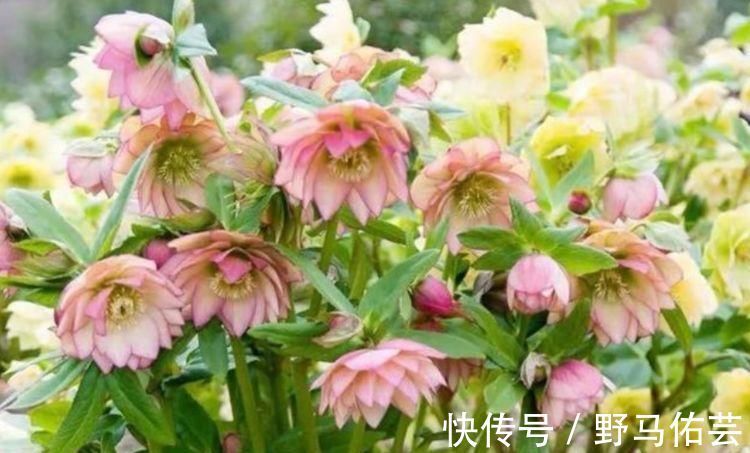 鸳鸯七|越来越多的人，喜欢养这4种花，开花漂亮花期长，谁养谁喜欢