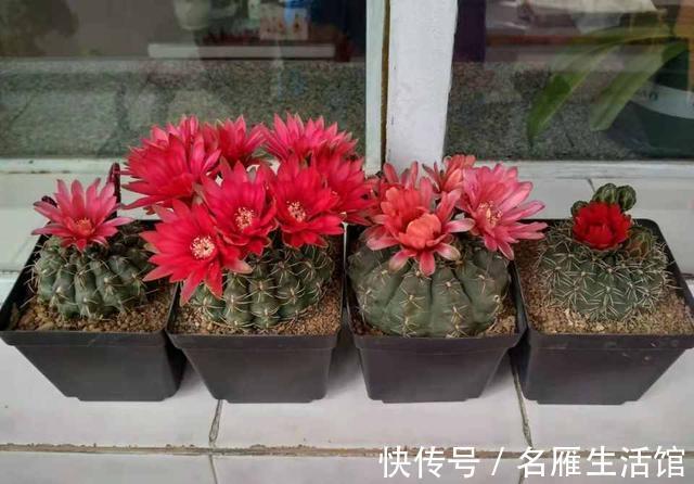 花盆|夏季养这三种花,用小盆更容易度夏,秋凉后疯长