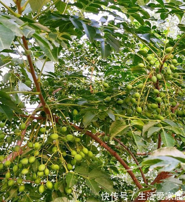 一地|这种野果子以前掉一地都没有人捡，现在才知道它的价值珍贵