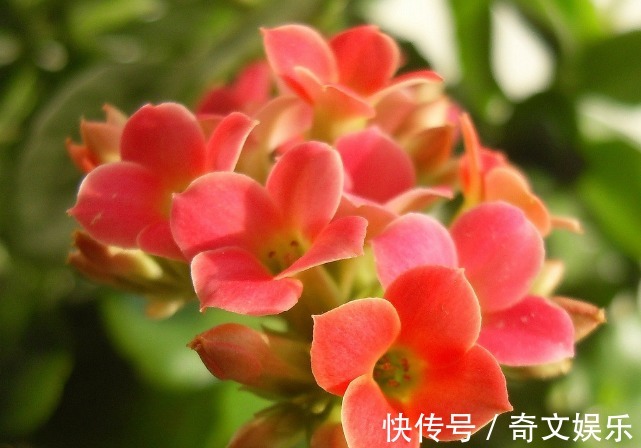 花期超长的5种花卉,超级漂亮,养护容易易开花,花香超级棒