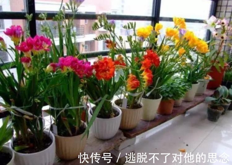 养花就养4种花，好养易活花量大，人见人爱，开成小花园！