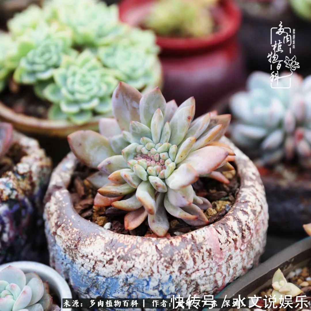 日子|笼子里露养的多肉,越养越美!有多肉的日子伴着小确幸!