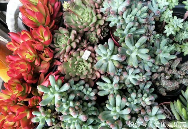 盆栽种|多肉植物用瓷盆栽种还是塑料盆好多肉植物有哪些养殖技术