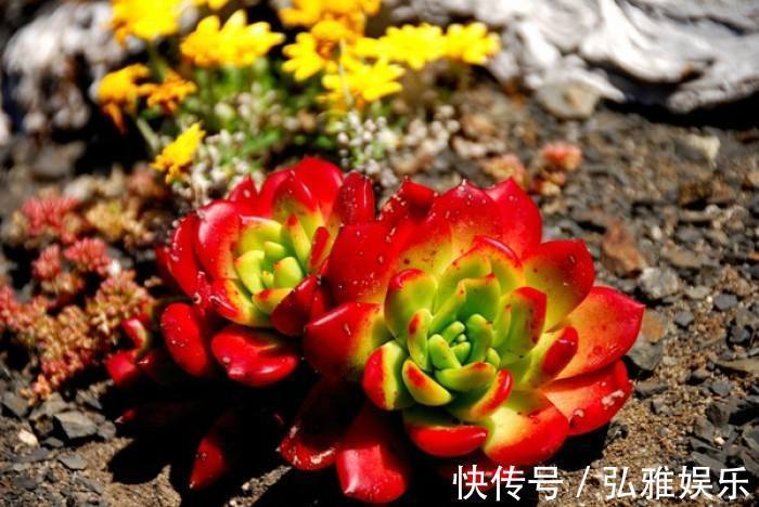 养多肉,要“贱养”,栽进沙子里,不吃不喝,美美的状态养出来