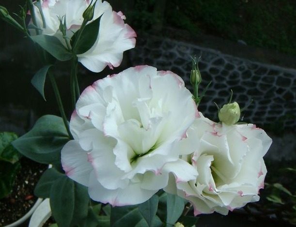 矮牵牛|这2种花,似开花机器,花开一茬又一茬,一年四季都有花看,超美