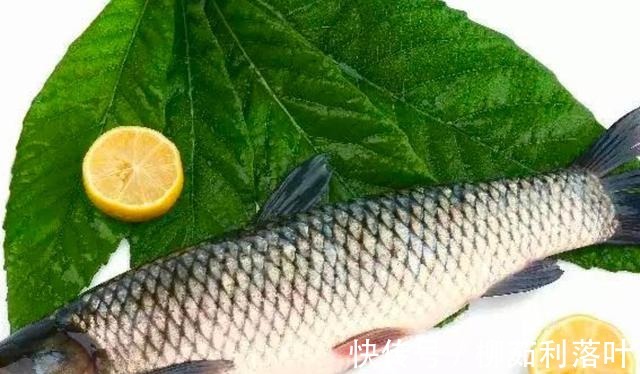 黄骨鱼|冬季7种鱼最肥美,肉质鲜嫩,营养健脑,孩子常吃记性好!