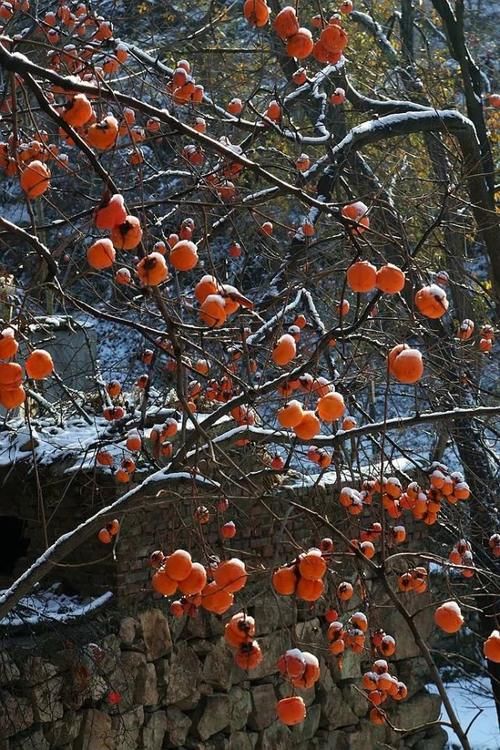 一方水土：这条沟的柿子一直不摘，雪打红柿特别美