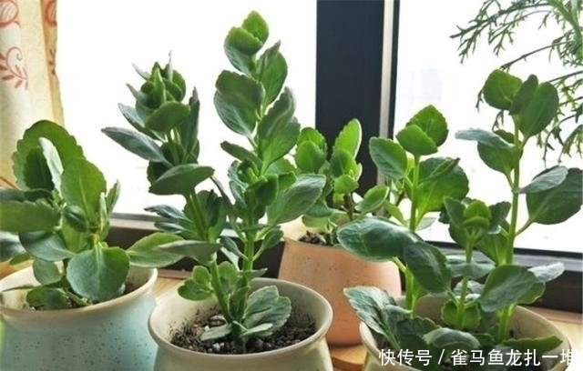 长寿花买回家,换盆好,还是不换盆好?听听老花农怎么说