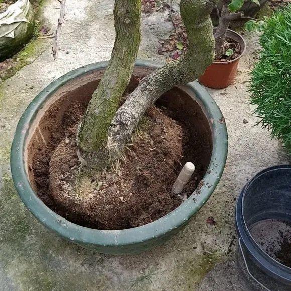 蟹爪兰|长寿花换盆，切忌越换越大，一直用小盆养才好！