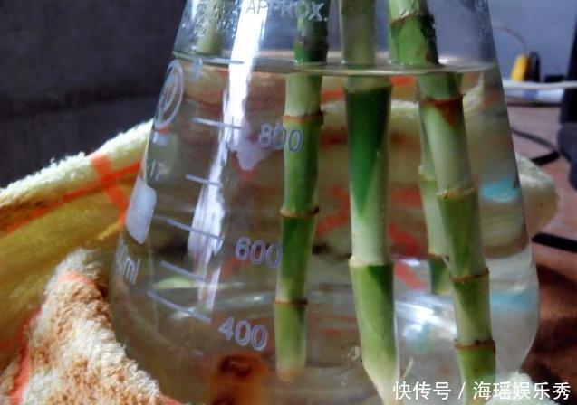 “富贵竹”买回家,记住“1修、1少、1勤”,猛长根,不黄叶