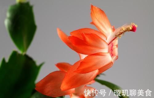 蟹爪兰开花小技巧,抓住几个重点,每片叶片都能冒花苞,花期还长