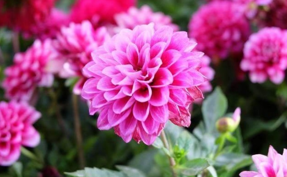 “此花”花朵硕大、花期长,颜色绚丽,比牡丹还美,绿萝还好养!