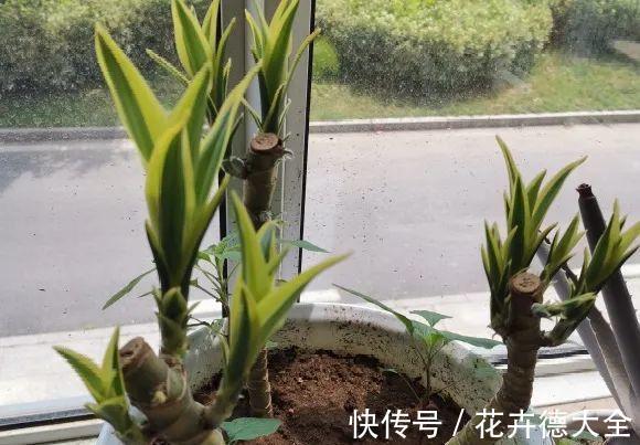 7种花,现在要砍头,冲天炮变成爆炸头