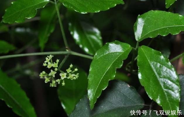 野草|农村的这种野草被叫做“药王”!一块钱只能买到一克,你见过吗