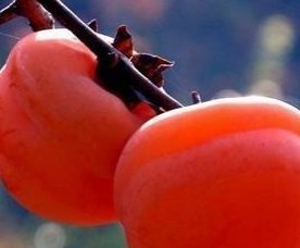 味道|3种“果树”最牛逼,沾土就能活,好养如绿萝,味道有酸有甜