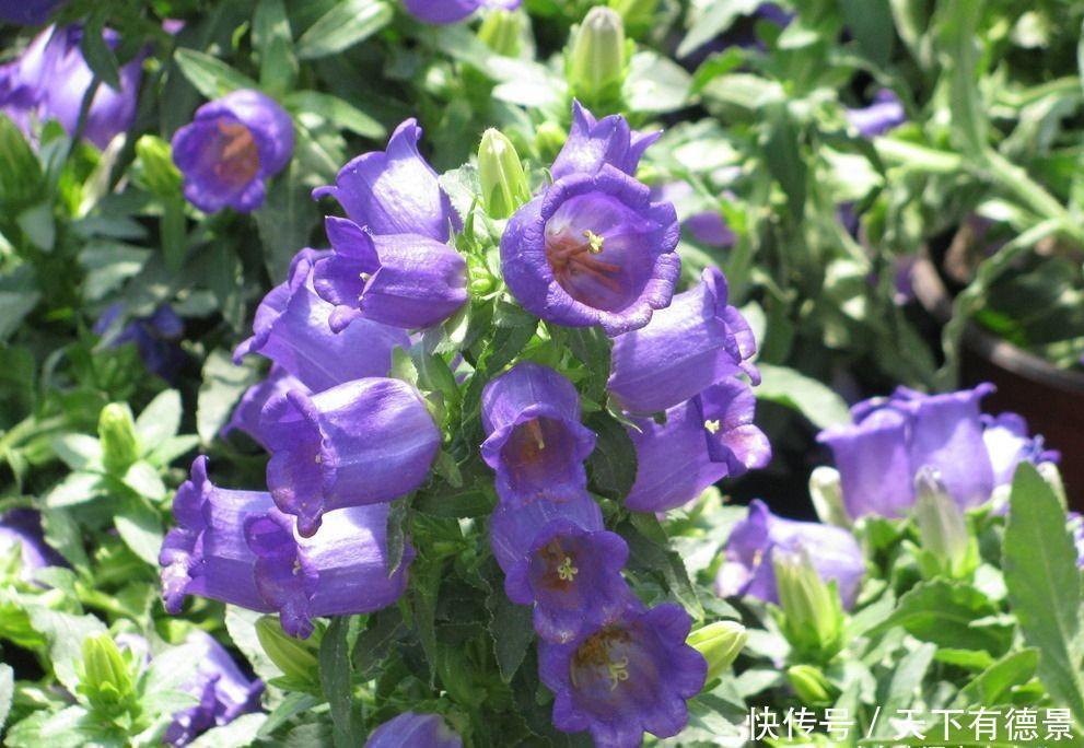 小清新|别错过这款网红花,花朵如小铃铛,“香气馥郁”双季节持续绽放