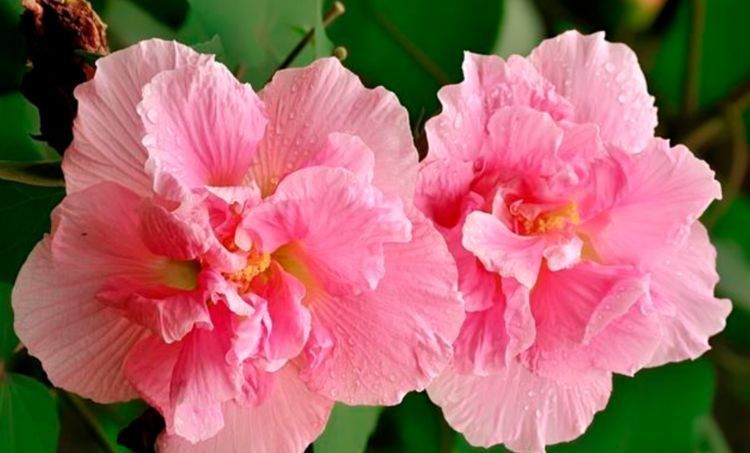 几种花养了就爆盆,好养易活开花漂亮,浇水就疯长