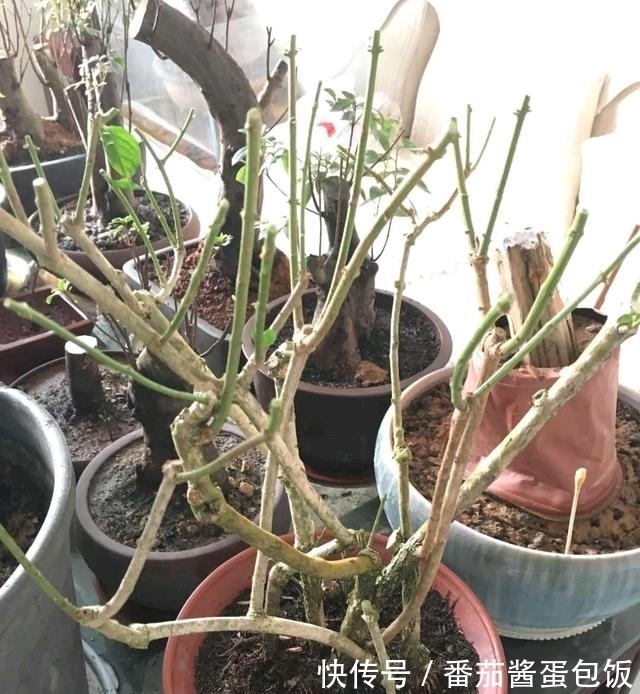 春天来临,这5种盆栽要修理一番了,剃成小光头,开花更顺利