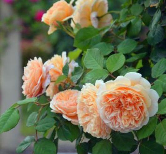 4种福运花,自带福气好养活,养上一盆四季欣赏,好养活还不贵