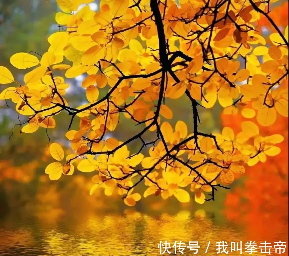 五花山&掬一缕秋阳,微笑向暖!(好文)