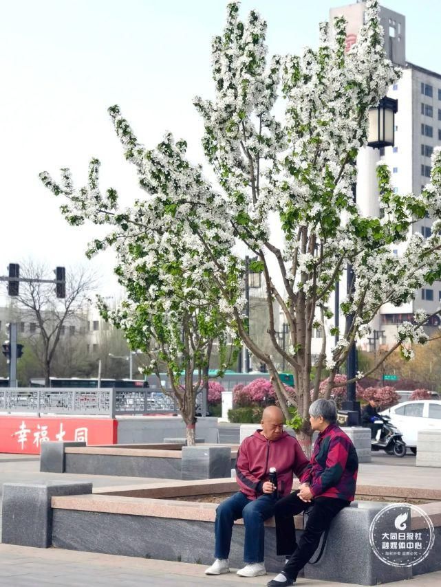 海棠花开了，咱们一起去城墙带状公园赏花吧！