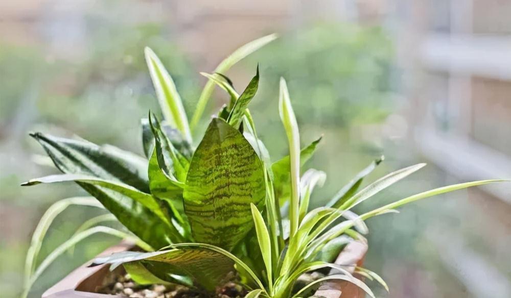 十月养虎皮兰，做好“一动作”，催出一堆小崽，次月养成盆景老桩