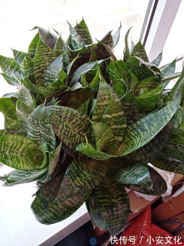 花花|适合放在办公室的花，净化空气一把手，路边三块钱就能买一盆