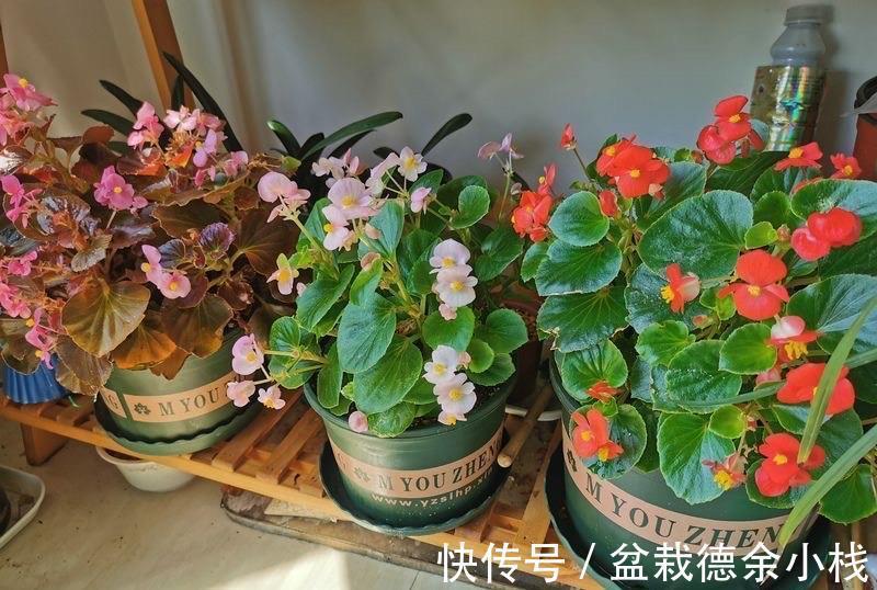 漂亮花|6种“漂亮花”，天天被人爱，家里养一盆，365天轮流开