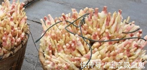 盆里种“生姜”,比君子兰好看,2个月“摘1次”,能吃6个月!