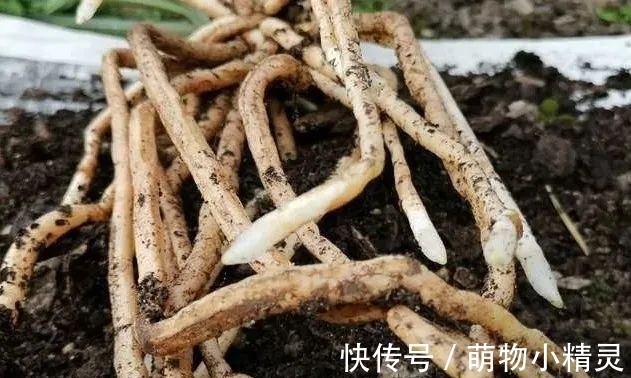 为什么说用细植料养兰花，更容易服盆成活？