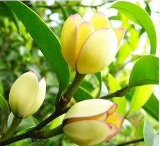 家里养此款花卉,便宜又好养,花开娇艳美不胜收,一年四季都赏花