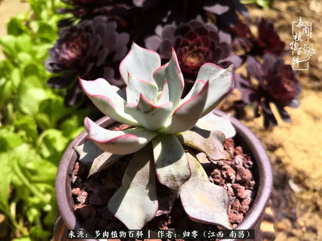 肉肉|人生转个弯，在小院遇见落入凡间的多肉小精灵！